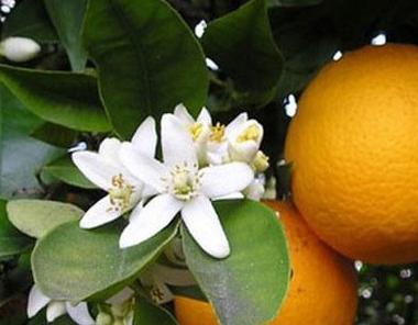 Bougie 100% naturelle à la cire de soja et parfum de Grasse