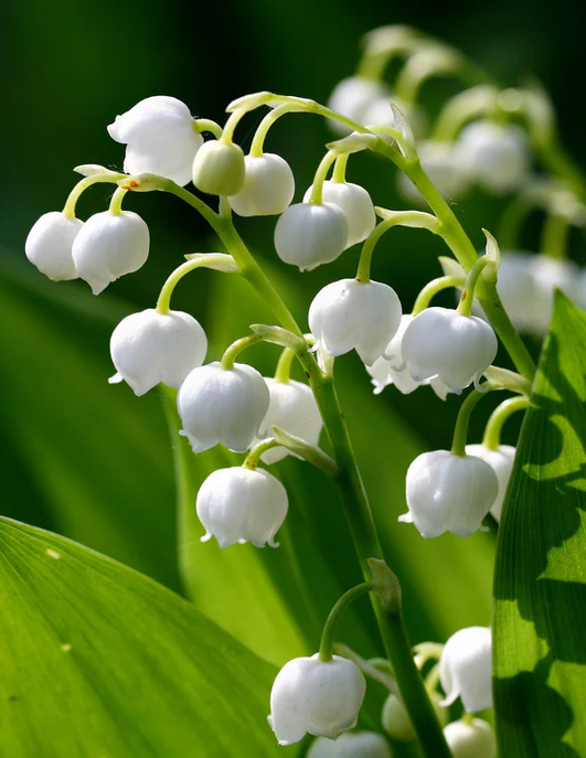Bougie 100% végétale et Parfum de Grasse : Muguet de la marque "Irimia"